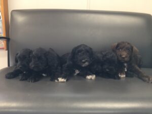 Kitkat n Henry 3 1 26